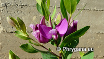 Polygala myrtifolia L.