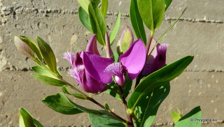 Polygala myrtifolia L.