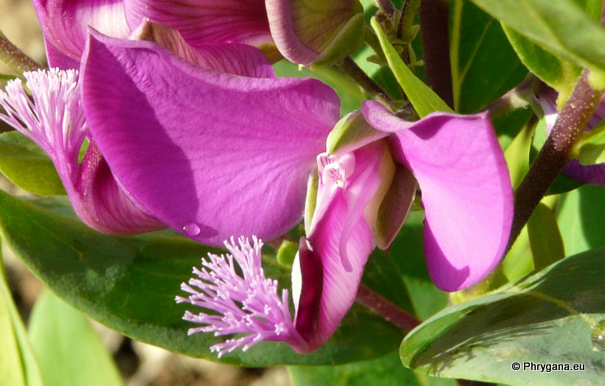 Polygala myrtifolia L.