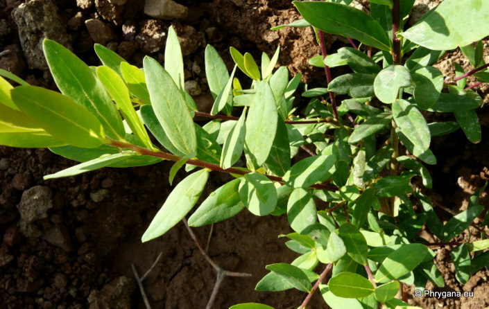 Polygala myrtifolia L.