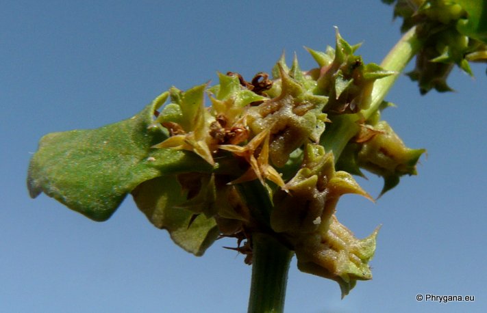 Emex spinosa (L.) CAMPD.