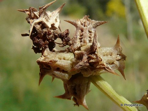 Emex spinosa (L.) CAMPD.