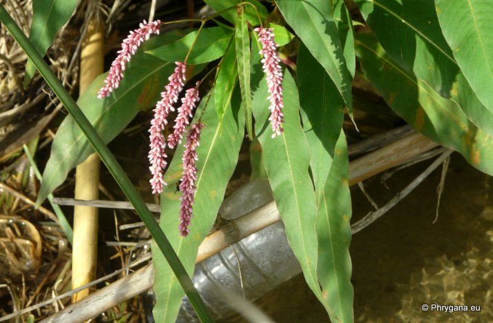 Persicaria lapathifolia (L.) DELARBRE