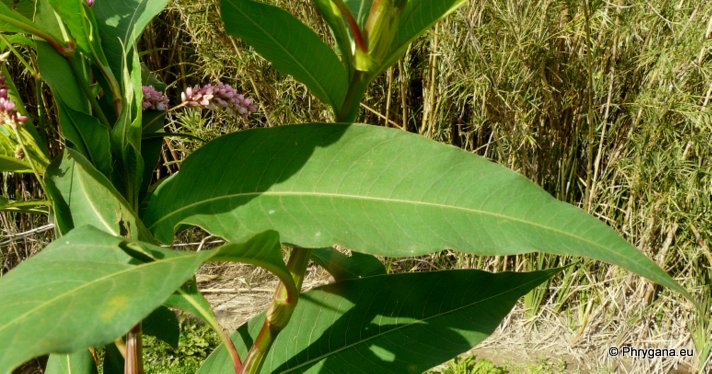 Persicaria lapathifolia (L.) DELARBRE