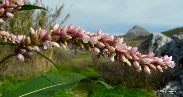 Persicaria lapathifolia (L.) DELARBRE