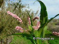 Persicaria lapathifolia (L.) DELARBRE