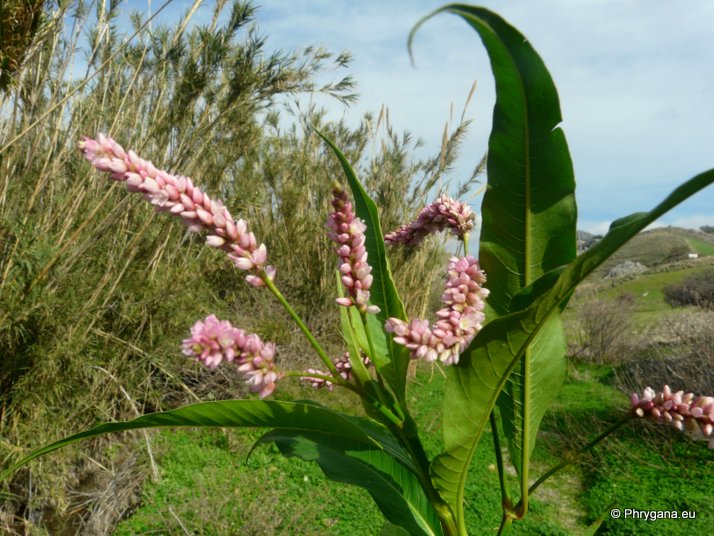 Persicaria lapathifolia (L.) DELARBRE