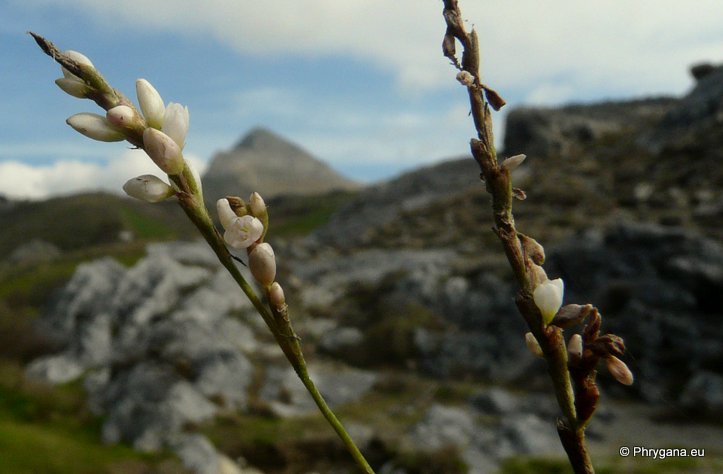 Persicaria serrulata (LAG.) WEBB & MOQ. (Persicaria salicifolia (WILLD.) ASENOV, Polygonum salicifolium WILLD.)