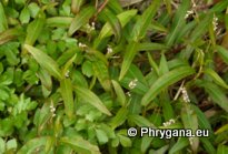 Persicaria serrulata (LAG.) WEBB & MOQ. (Persicaria salicifolia (WILLD.) ASENOV, Polygonum salicifolium WILLD.)