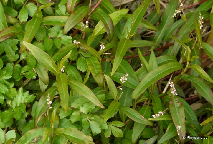 Persicaria serrulata (LAG.) WEBB & MOQ. (Persicaria salicifolia (WILLD.) ASENOV, Polygonum salicifolium WILLD.)