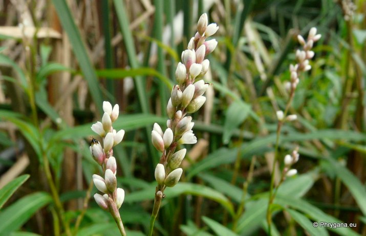 Persicaria serrulata (LAG.) WEBB & MOQ. (Persicaria salicifolia (WILLD.) ASENOV, Polygonum salicifolium WILLD.)