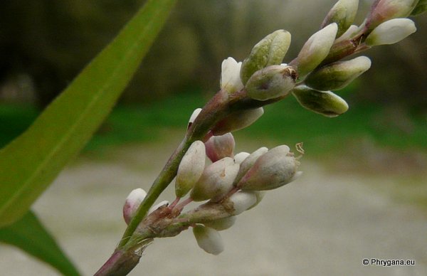 Persicaria serrulata (LAG.) WEBB & MOQ. (Persicaria salicifolia (WILLD.) ASENOV, Polygonum salicifolium WILLD.)