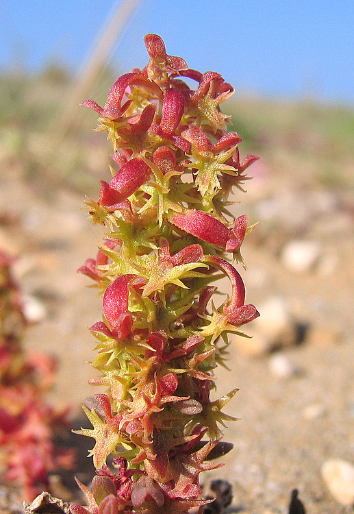 Rumex bucephalophorus L. subsp. gallicus (STEINH.) RECH. f.