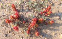 Rumex bucephalophorus L. subsp. gallicus (STEINH.) RECH. f.
