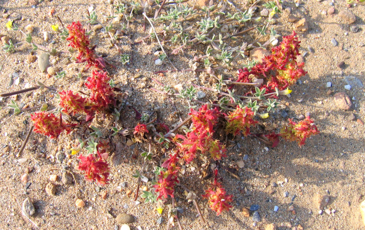 Rumex bucephalophorus L. subsp. gallicus (STEINH.) RECH. f.