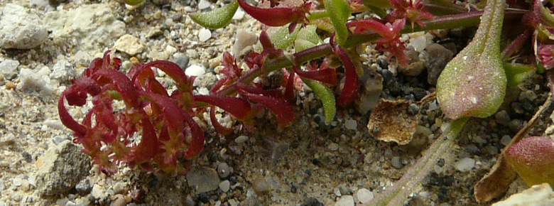 Rumex bucephalophorus L. subsp. gallicus (STEINH.) RECH. f.
