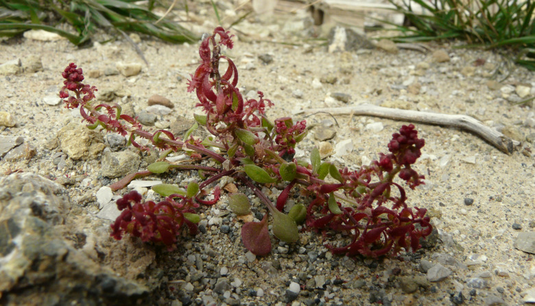 Rumex bucephalophorus L. subsp. gallicus (STEINH.) RECH. f.
