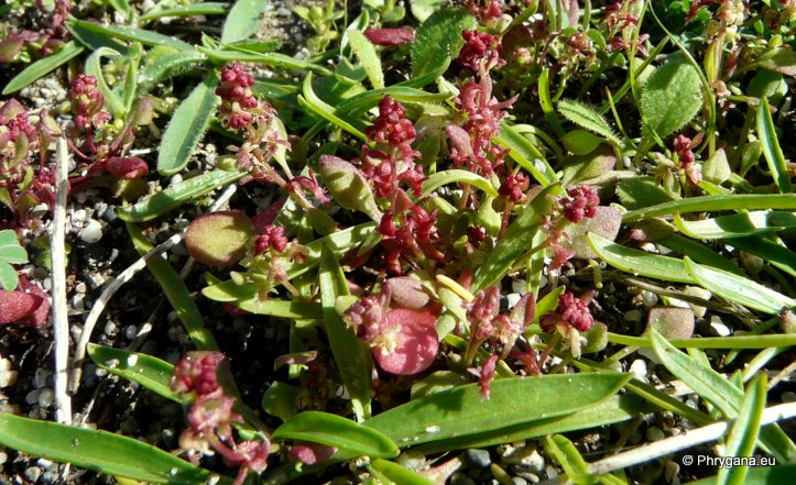 Rumex bucephalophorus L. subsp. gallicus (STEINH.) RECH. f.