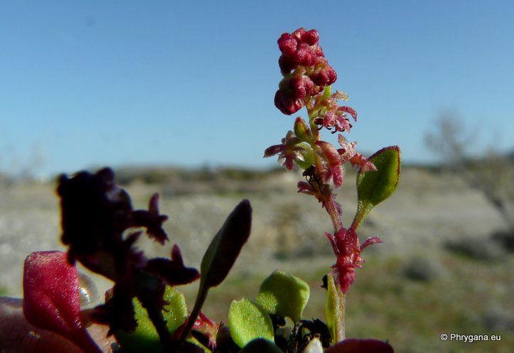 Rumex bucephalophorus L. subsp. gallicus (STEINH.) RECH. f.