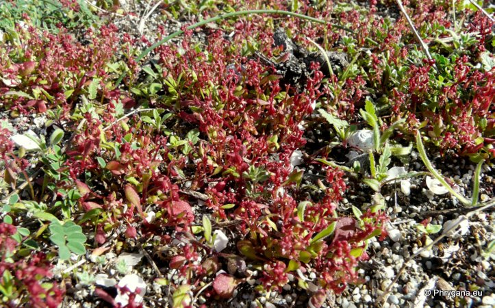 Rumex bucephalophorus L. subsp. gallicus (STEINH.) RECH. f.