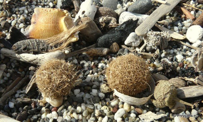 Posidonia oceanica (L.) DELILE