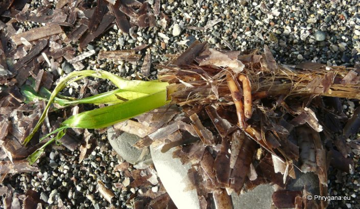 Posidonia oceanica (L.) DELILE