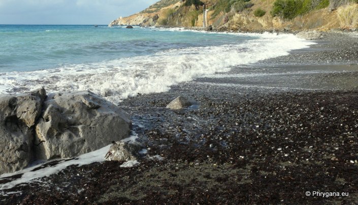 Posidonia oceanica (L.) DELILE