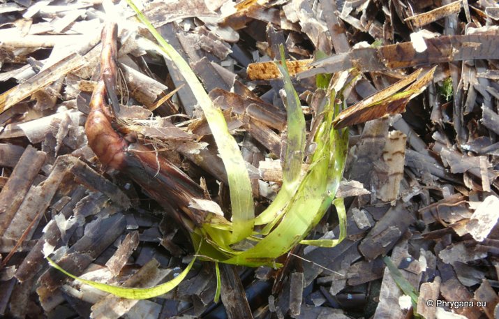 Posidonia oceanica (L.) DELILE