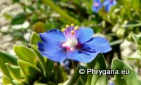 Anagallis arvensis var. caerulea (L.) GOUAN