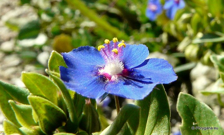 Anagallis arvensis var. caerulea (L.) GOUAN