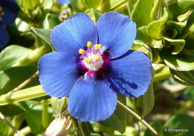 Anagallis arvensis var. caerulea (L.) GOUAN