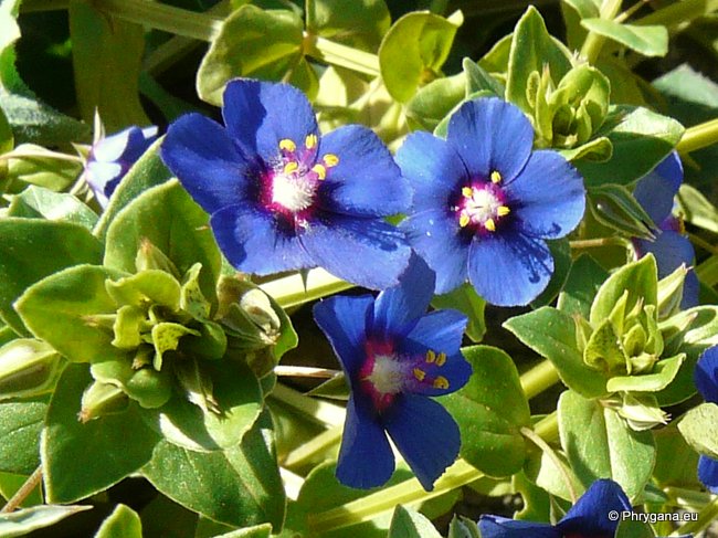 Anagallis arvensis var. caerulea (L.) GOUAN