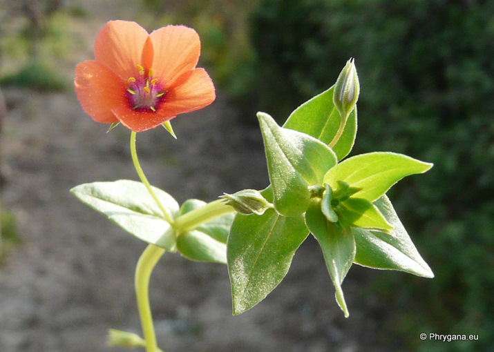 Anagallis arvensis L. subsp. arvensis