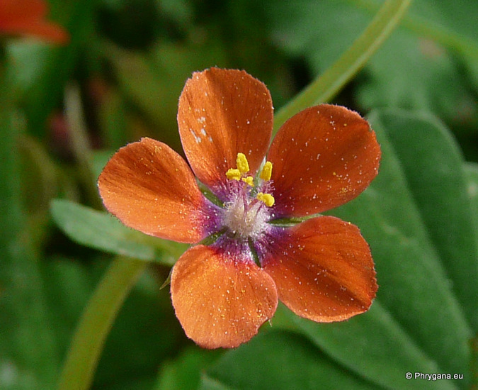 Anagallis arvensis L. subsp. arvensis