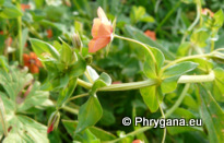  Anagallis arvensis L. subsp. arvensis