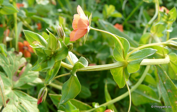 Anagallis arvensis L. subsp. arvensis