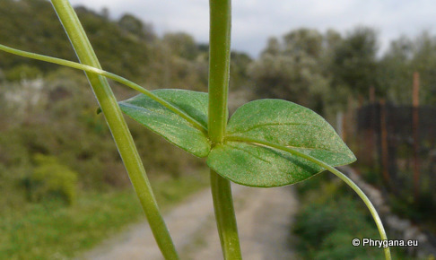 Anagallis arvensis L. subsp. arvensis