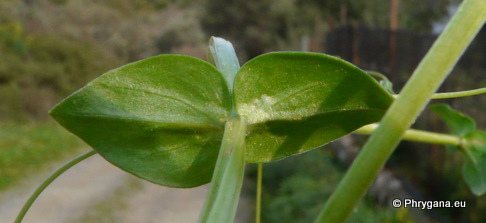 Anagallis arvensis L. subsp. arvensis