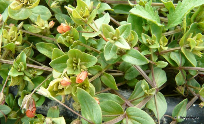 Anagallis arvensis L. subsp. arvensis