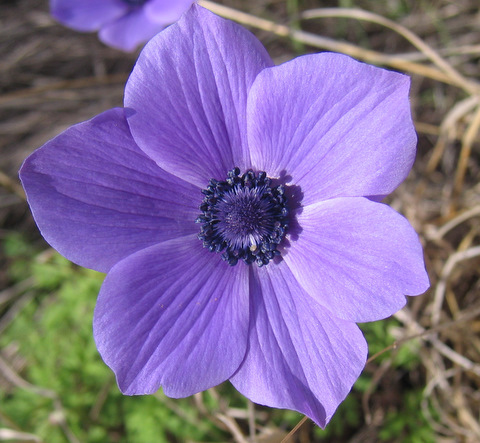 Anemone coronaria L.