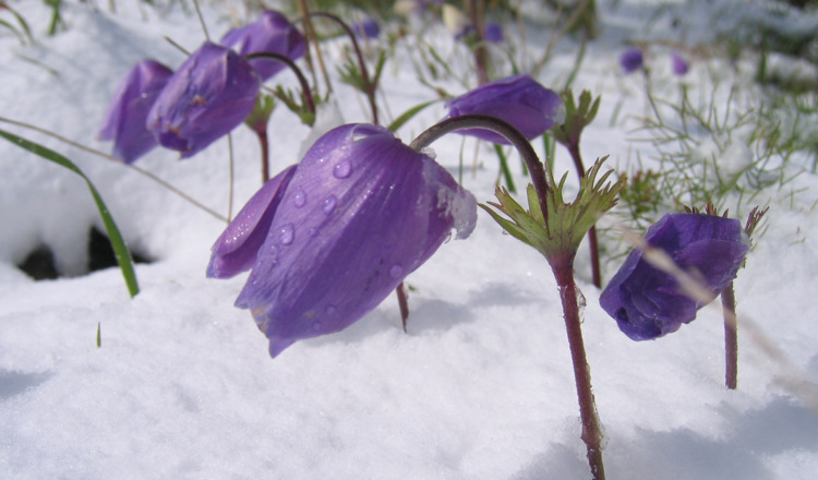 Anemone coronaria L.