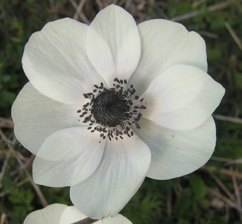 Anemone coronaria L.