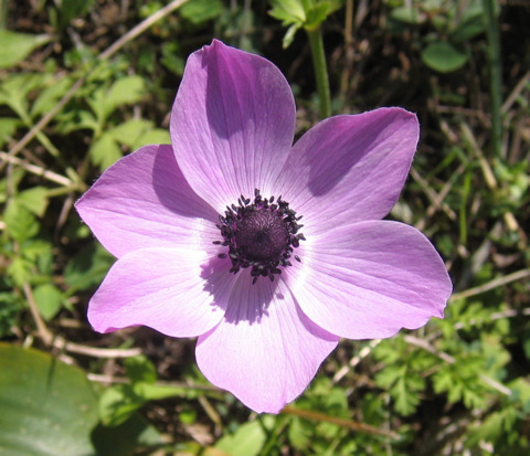 Anemone coronaria L.