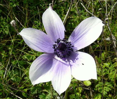 Anemone coronaria L.