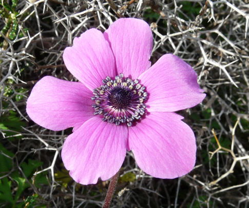 Anemone coronaria L.