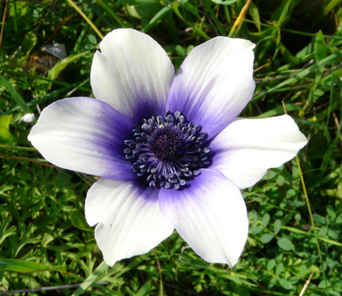 Anemone coronaria L.