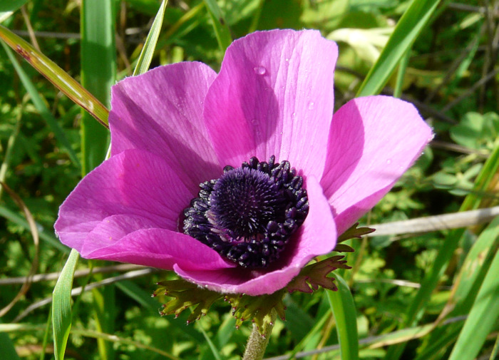 Anemone coronaria L.