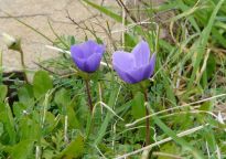 Anemone coronaria L.