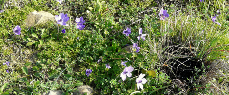 Anemone coronaria L.