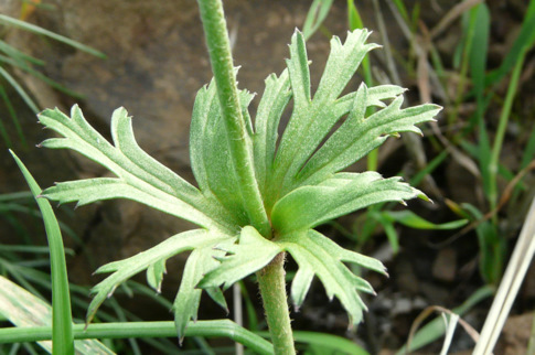 Anemone coronaria L.